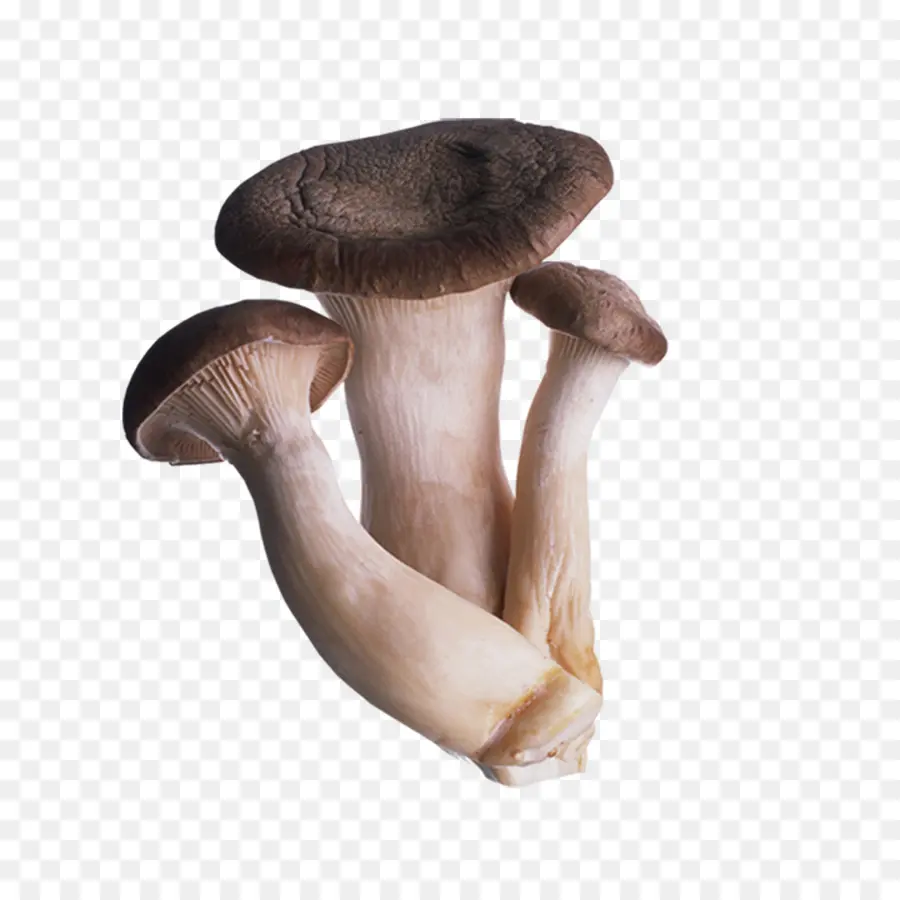 Cogumelo，Fungo PNG
