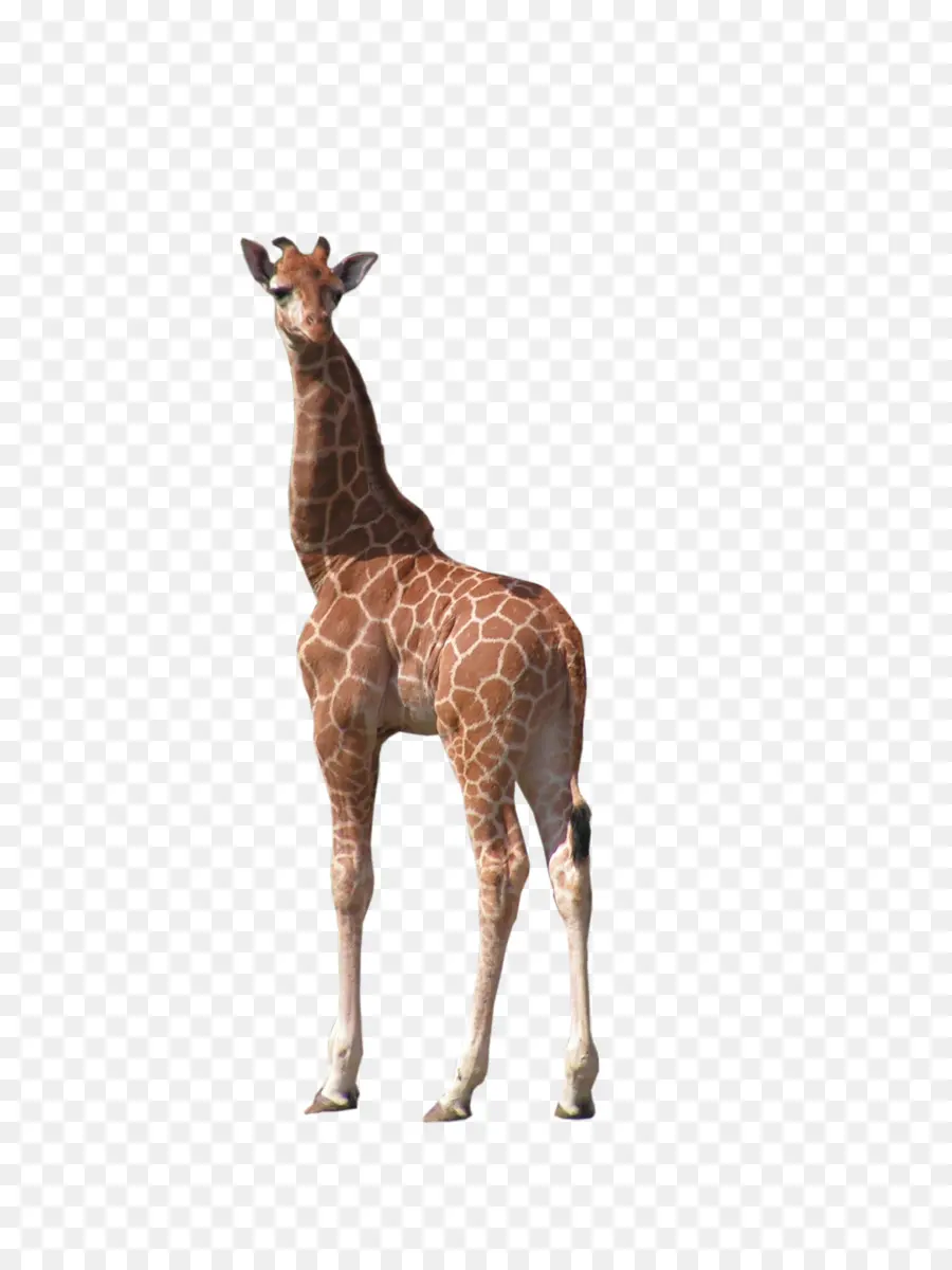 Girafa，Alto PNG