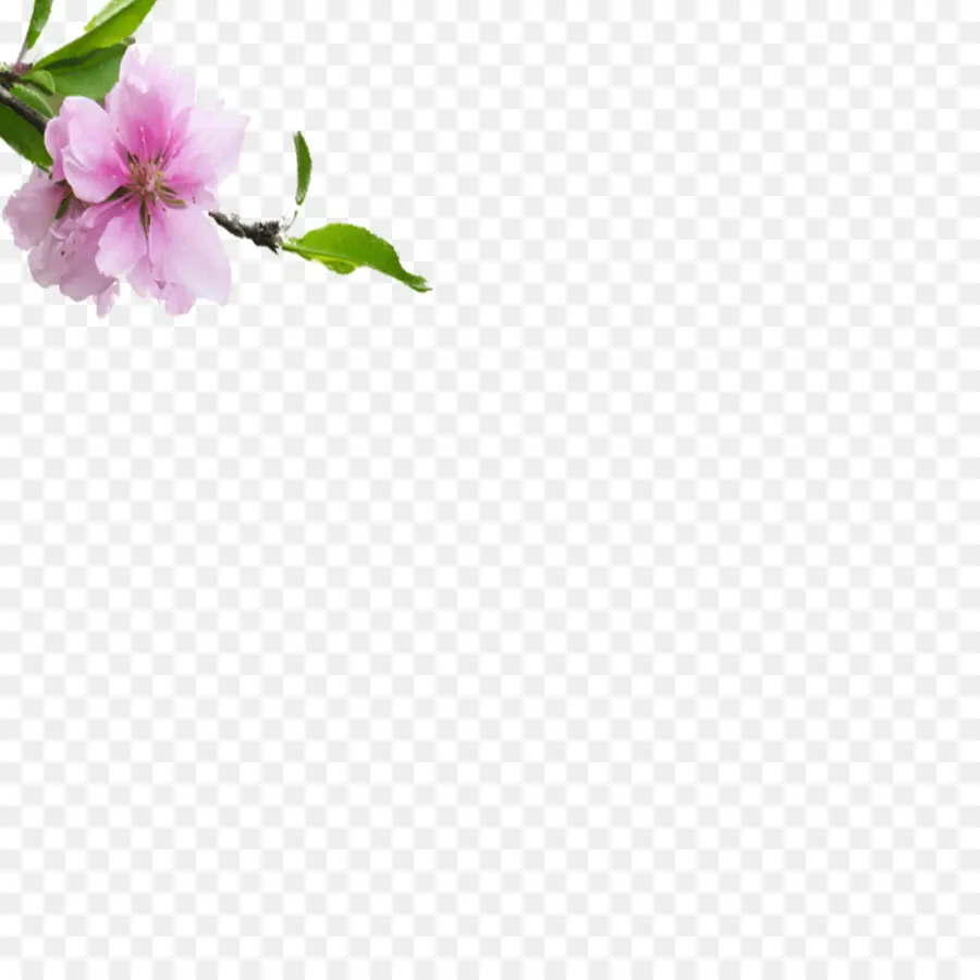 Flores Rosa，Florescer PNG