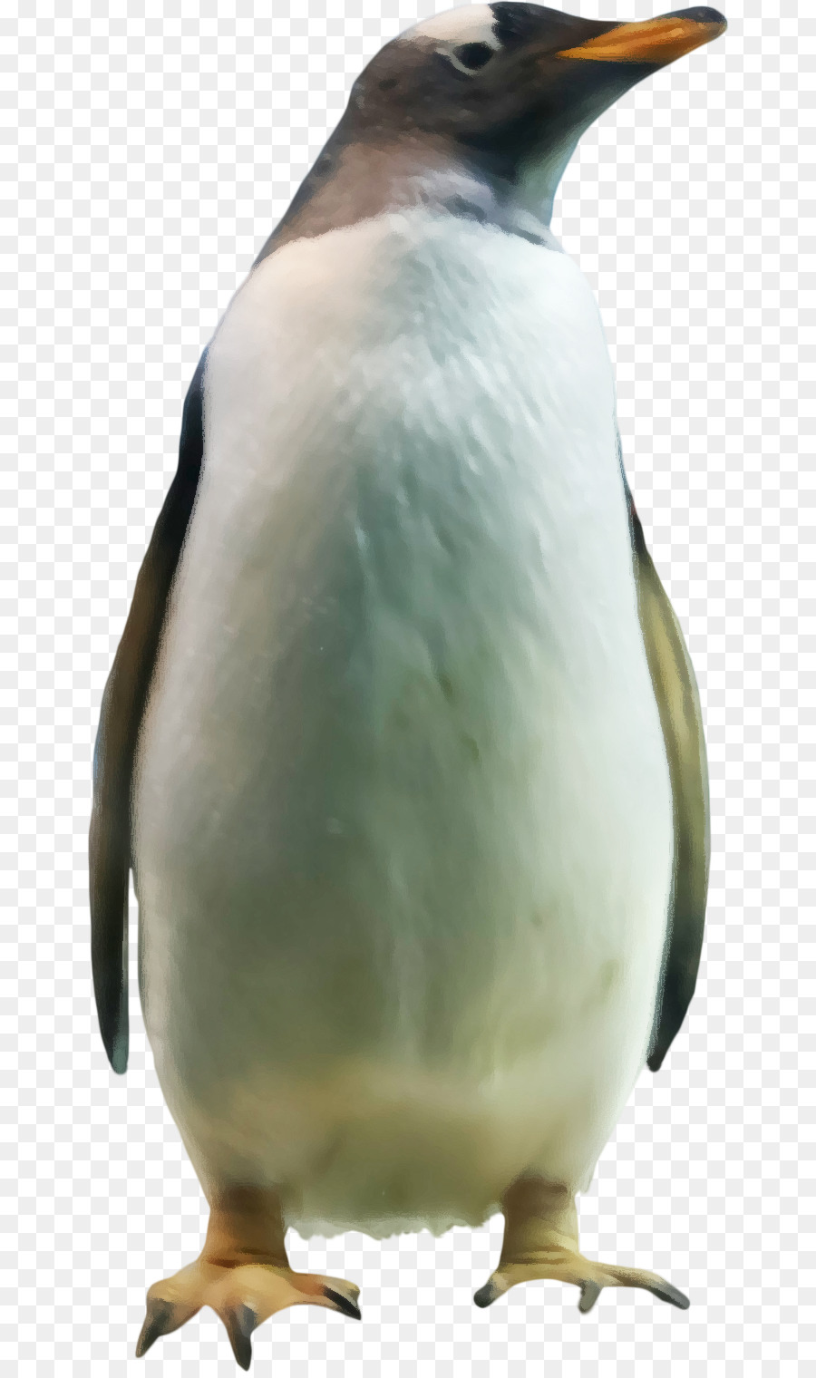 Pinguim，Pássaro PNG