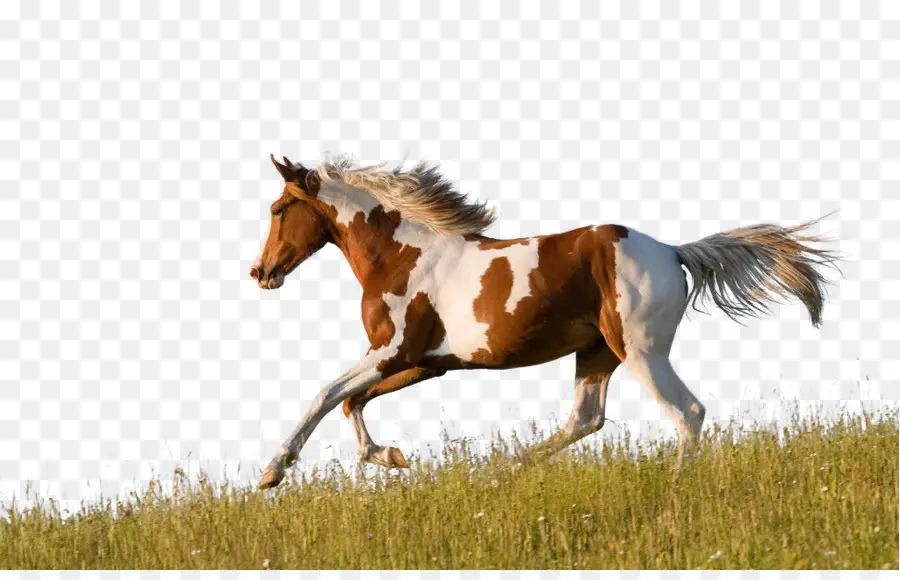 A American Paint Horse，American Quarter Horse PNG