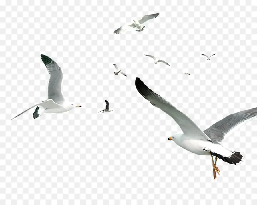 Aves，Gaivotas PNG