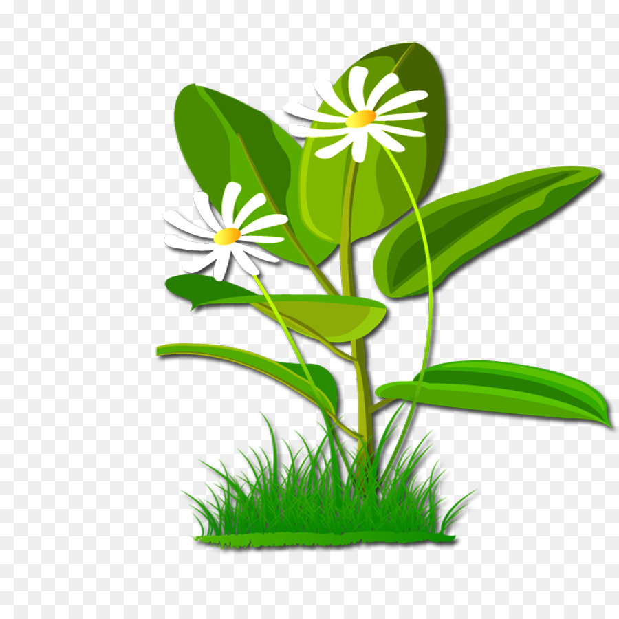 Flor，Download PNG