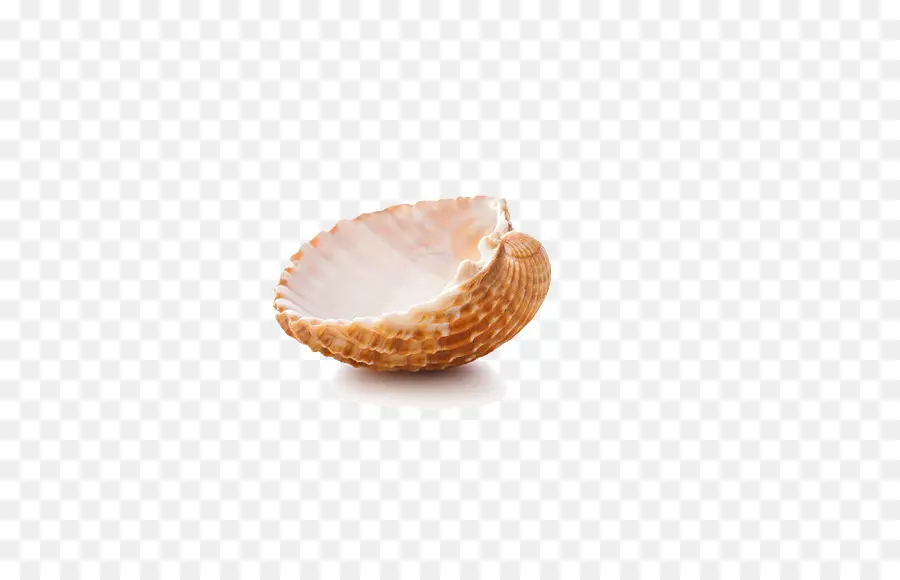 Seashell，Google Imagens PNG