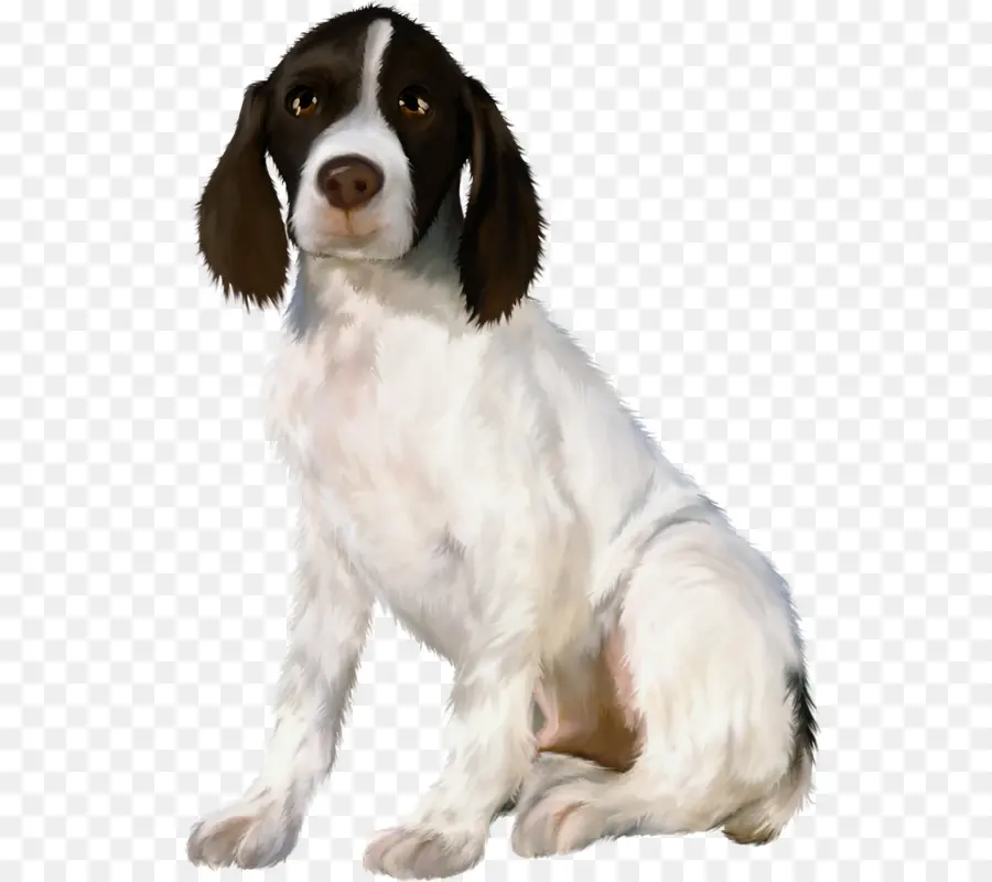 Drentse Patrijshond，Welsh Springer Spaniel PNG