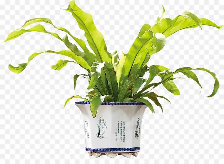 Planta，Download PNG