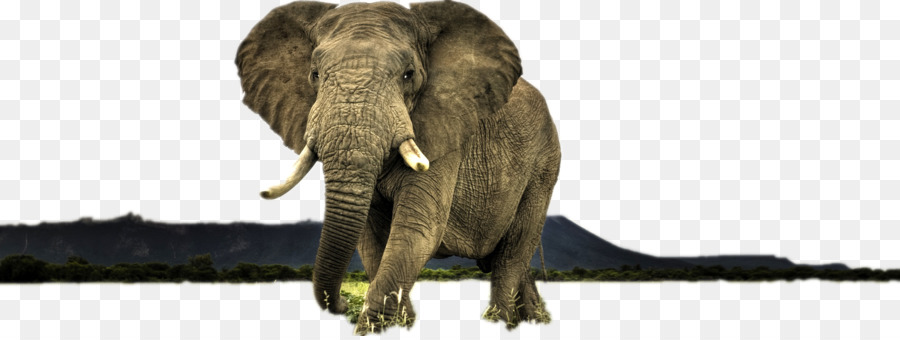 Elefante，Animais Selvagens PNG