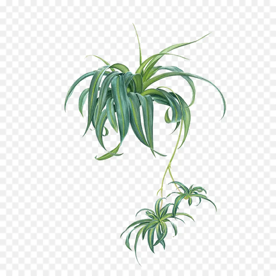 Chlorophytum Comosum，Euclidiana Do Vetor PNG