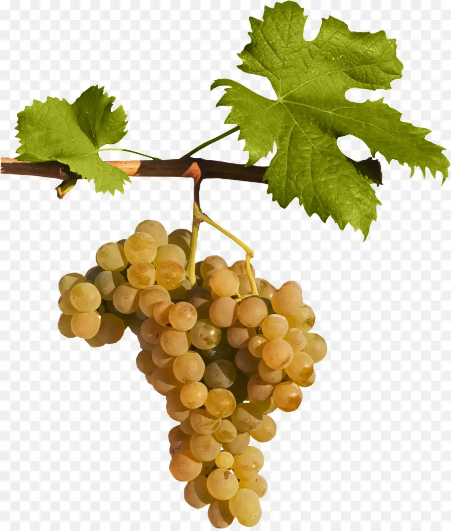 Uvas，Videira PNG