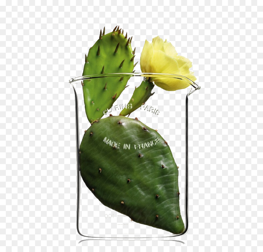 Cacto No Copo，Plantar PNG