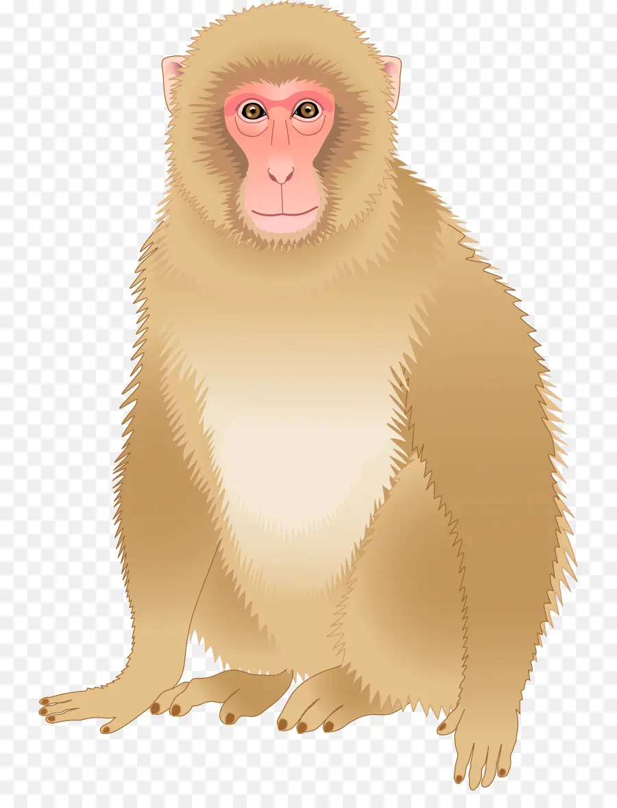 Macaco，Download PNG