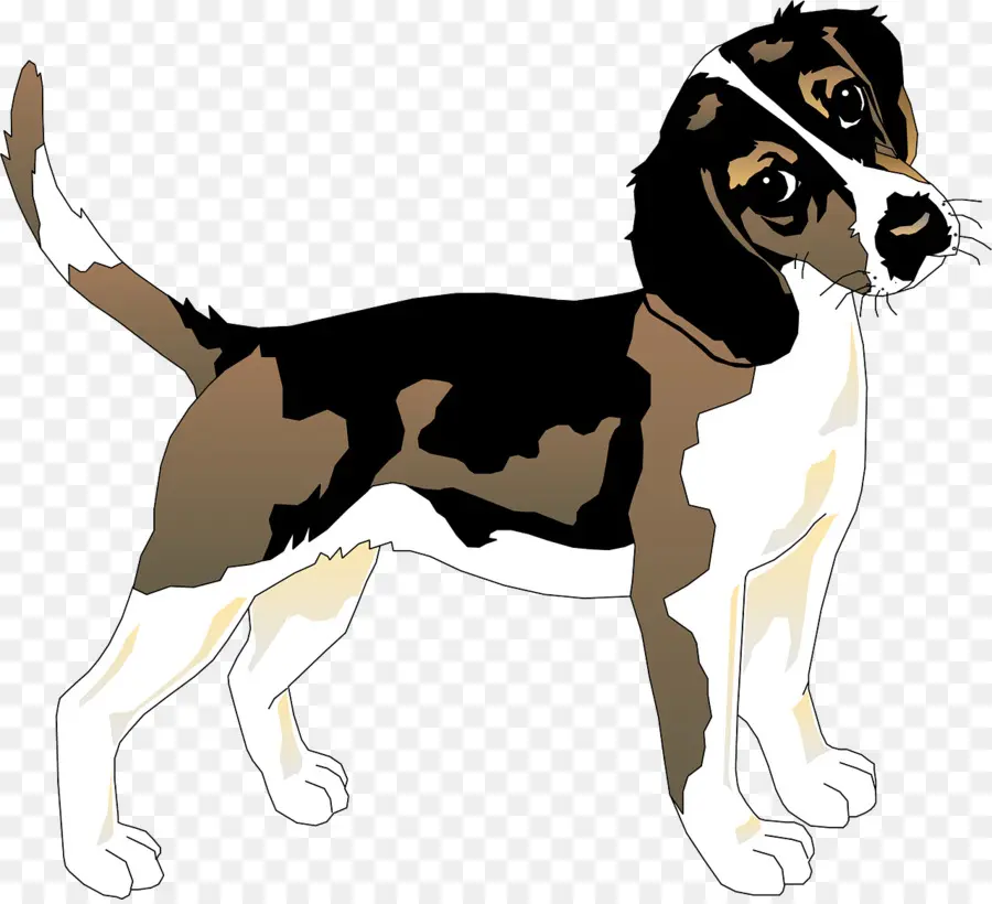 Beagle，Basset Hound PNG