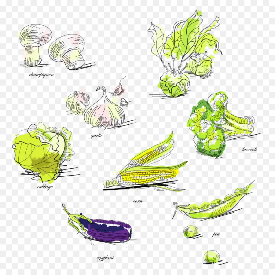 Vegetal，Brócolis PNG