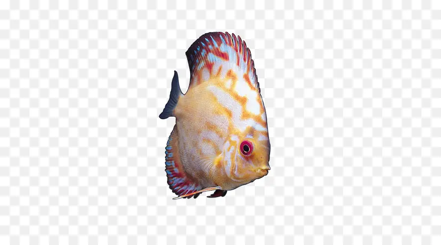 Peixes Ornamentais，Angelfish PNG