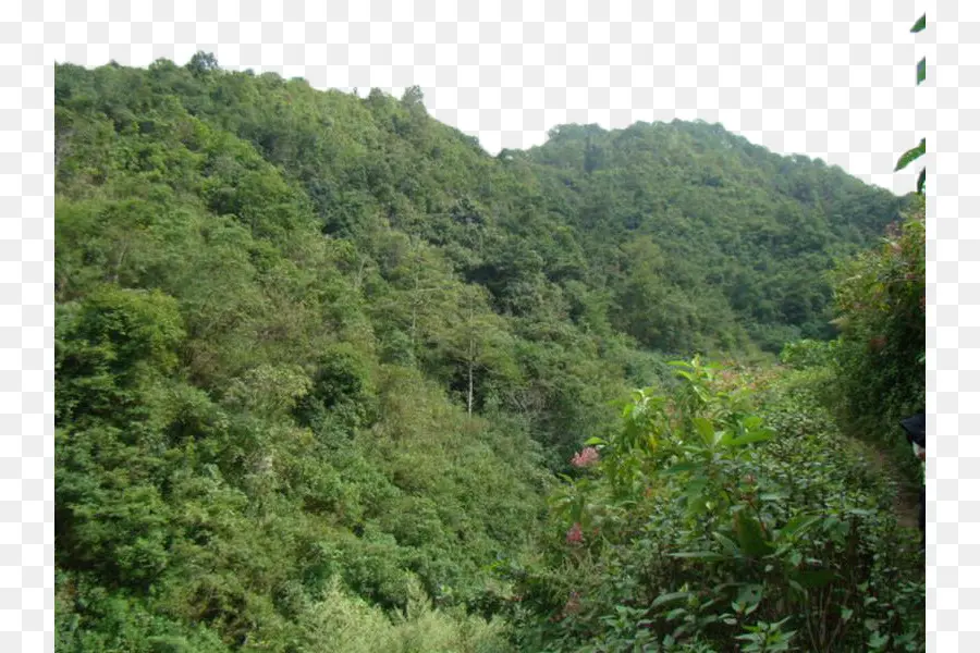 Valdivian Floresta Temperada，Floresta PNG