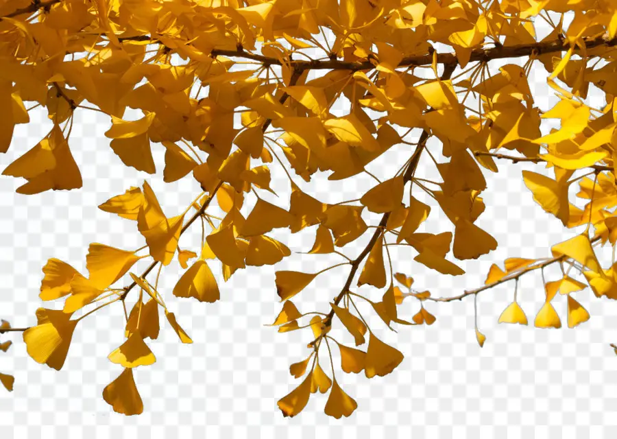 Ginkgo Biloba，Galho PNG