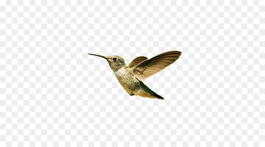 Colibri，Vôo PNG