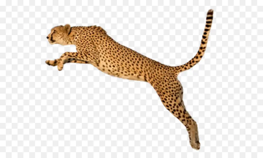 Cheetah，Rei Chita PNG