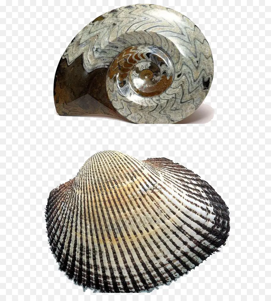 Conchas，Náutilo PNG