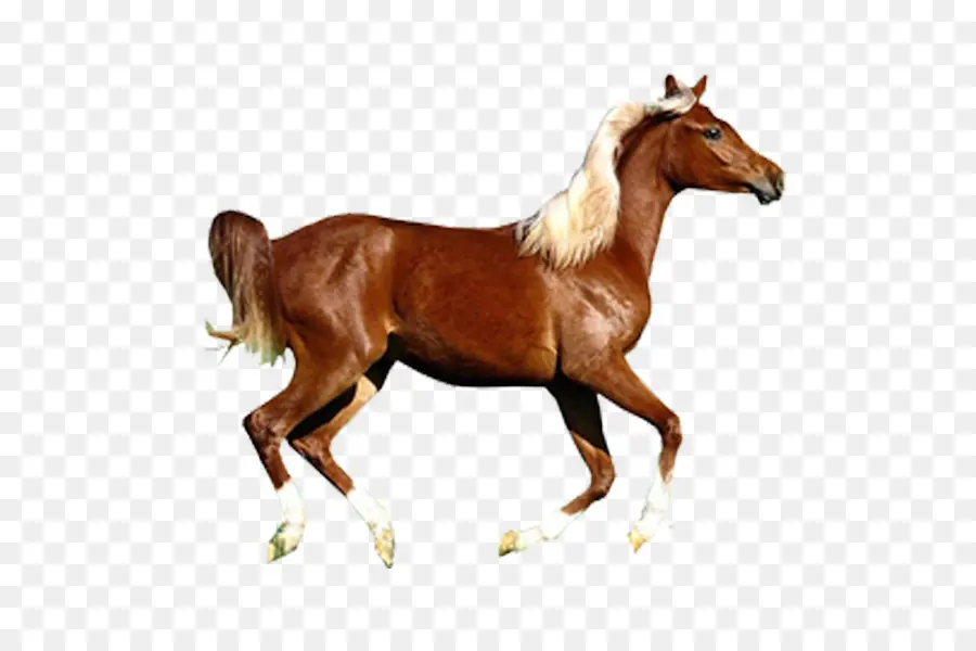 Cavalo árabe，Konik PNG