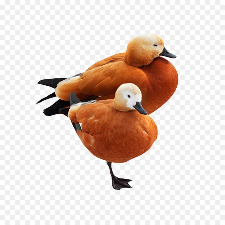 Patos Laranja，Par PNG