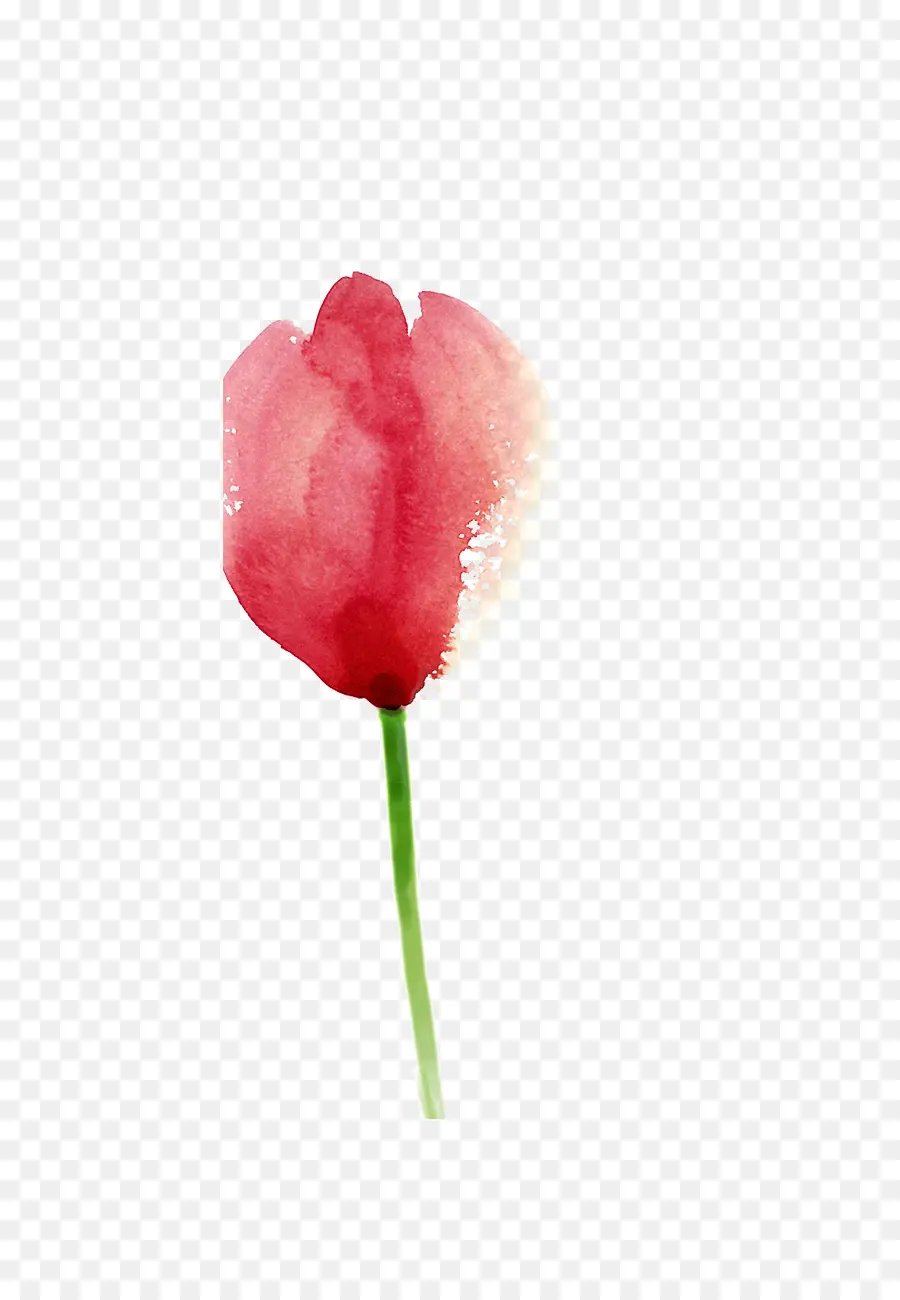 Tulip，Pintura PNG