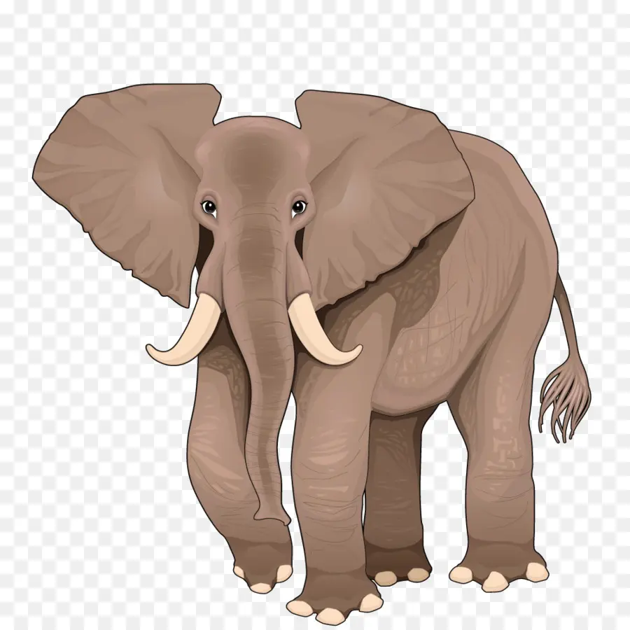 Elefante Africano，Elefante PNG