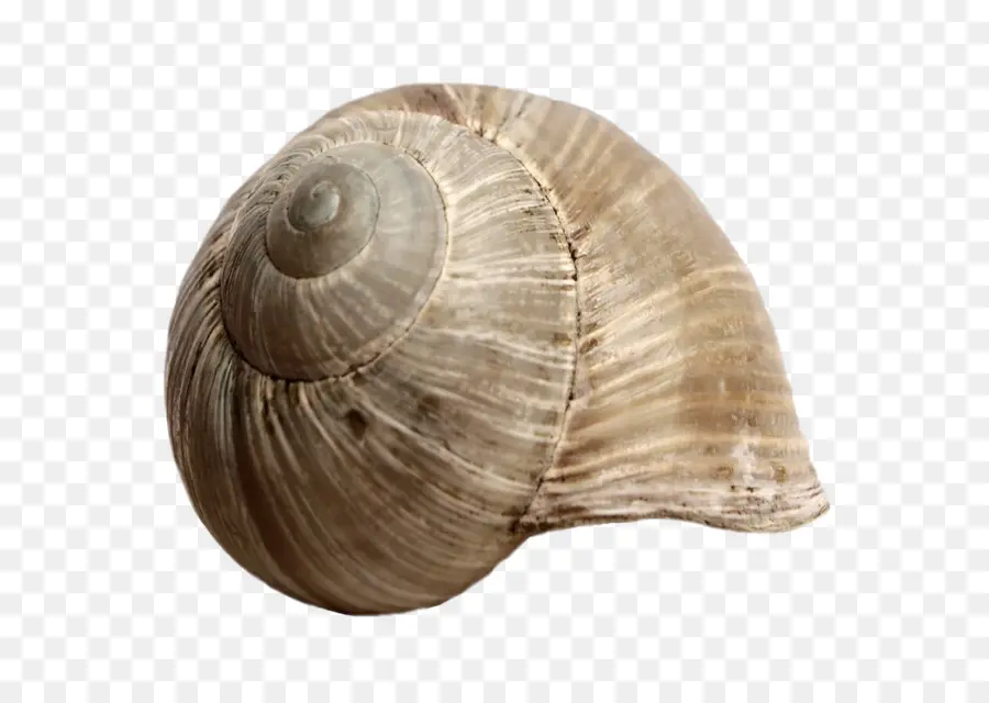 Seashell，Caracol PNG