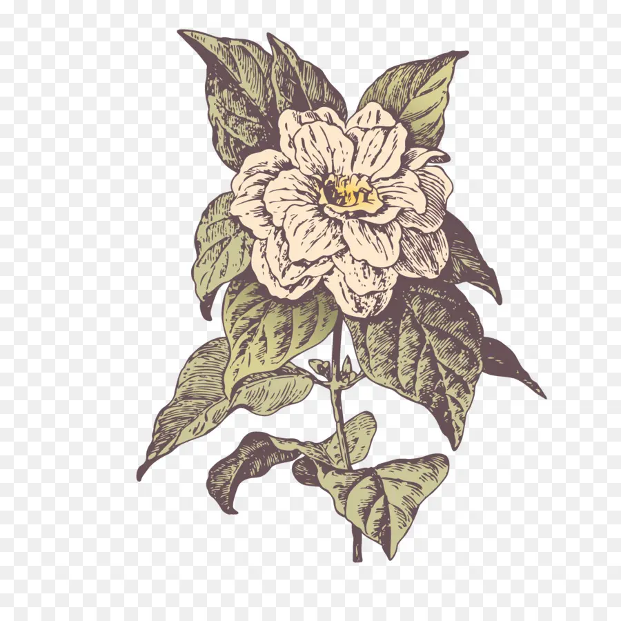 Flor，Botânico PNG