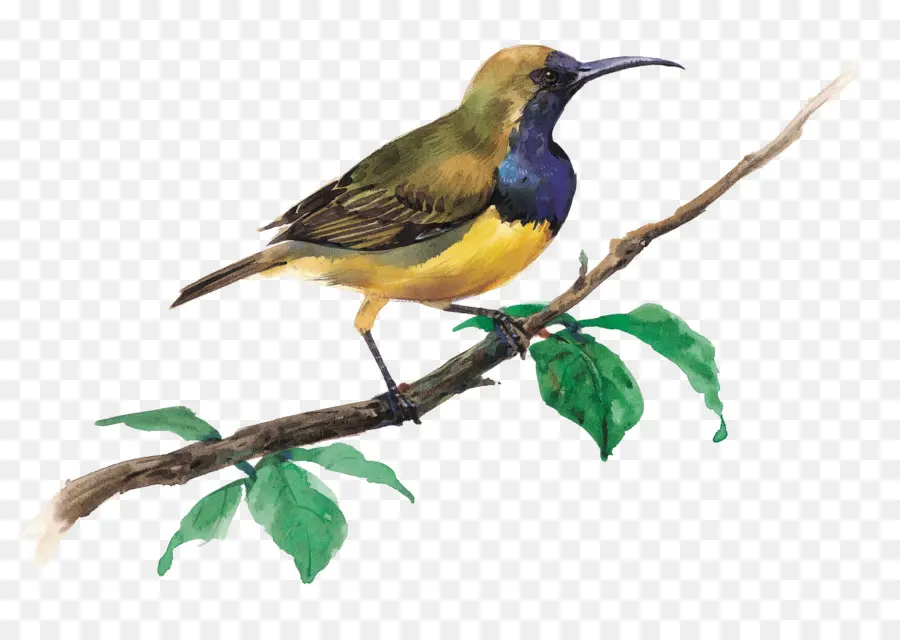 Aves，Doméstica Canárias PNG