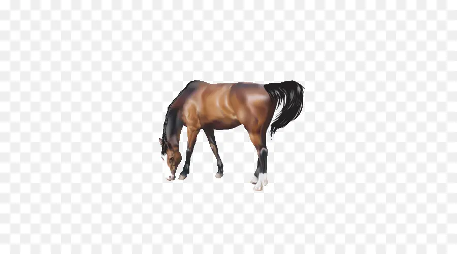 Cavalo，Download PNG