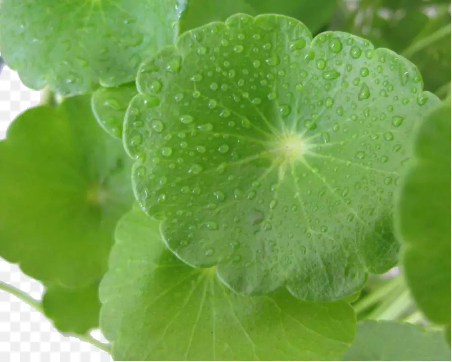 Folhas Verdes，Gotas De água PNG