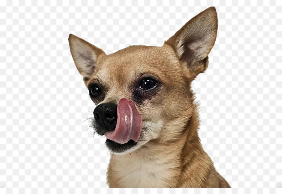 Lambendo Cachorro，Língua PNG