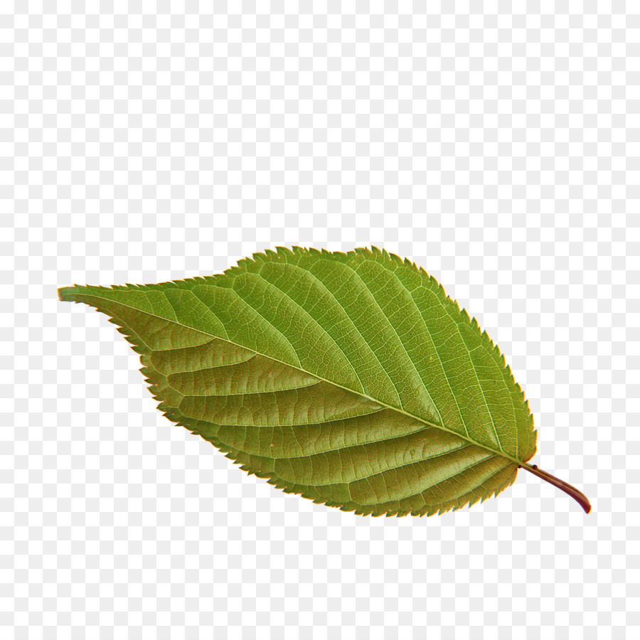 Folha，Verde PNG