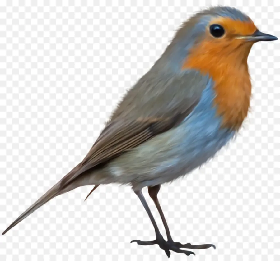 Aves，Europeia Robin PNG