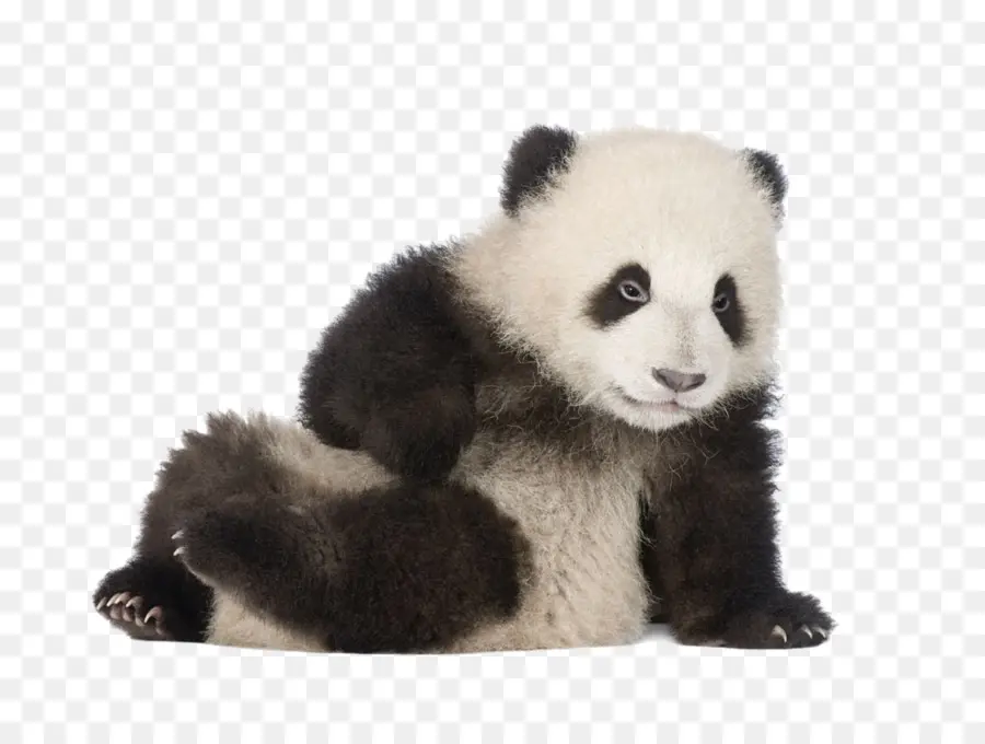 Panda Gigante，Cartão De Saudação PNG