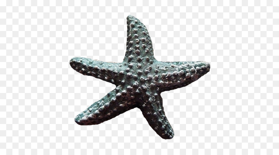 Estrela Do Mar，Download PNG