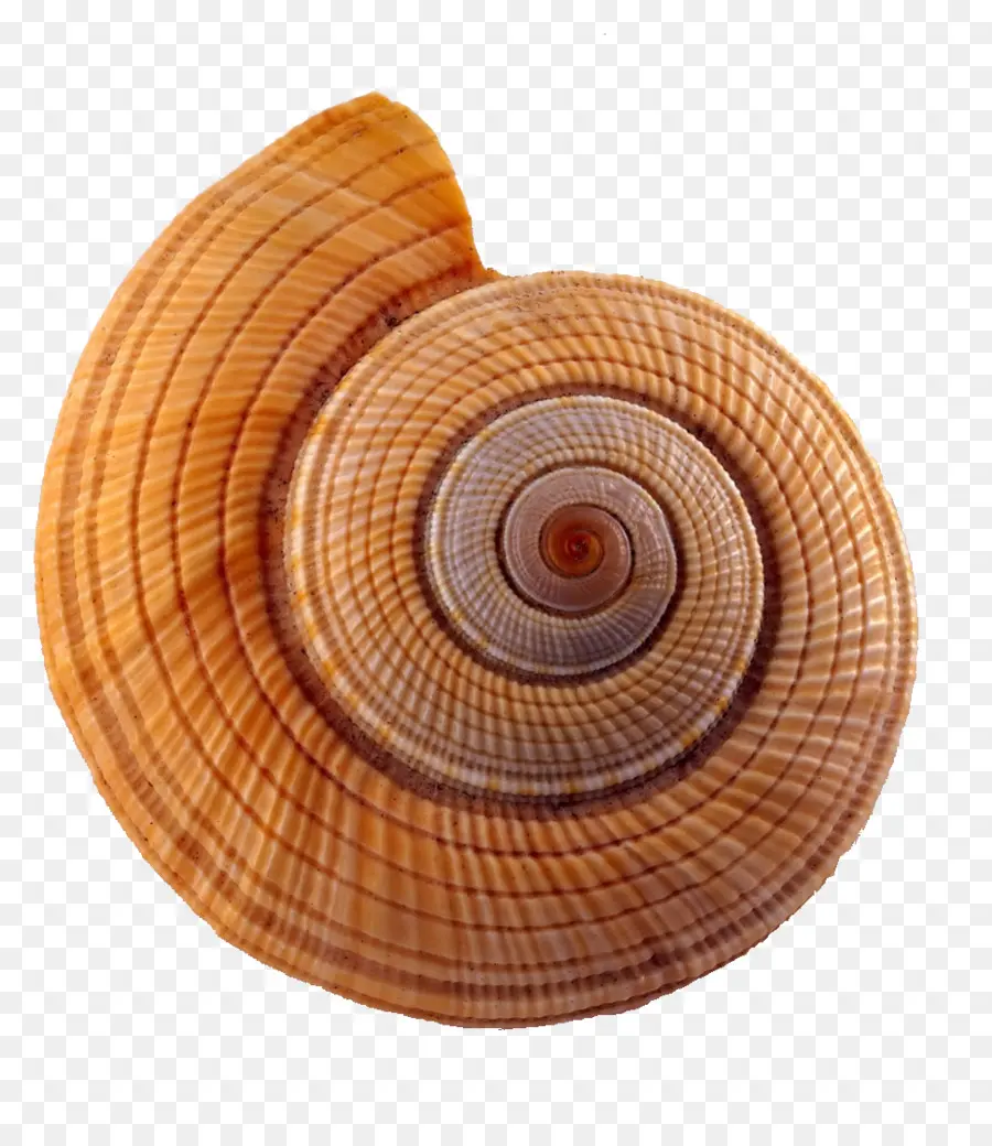 Seashell，Caracol PNG