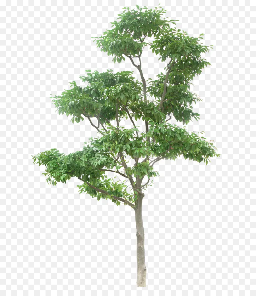 árvore，Gráficos De Quadriculação PNG