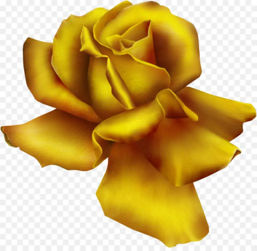 Rosa，Conteúdo Grátis PNG