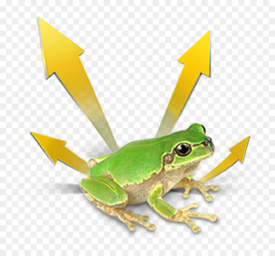 Sapo，Verdadeiro Sapo PNG