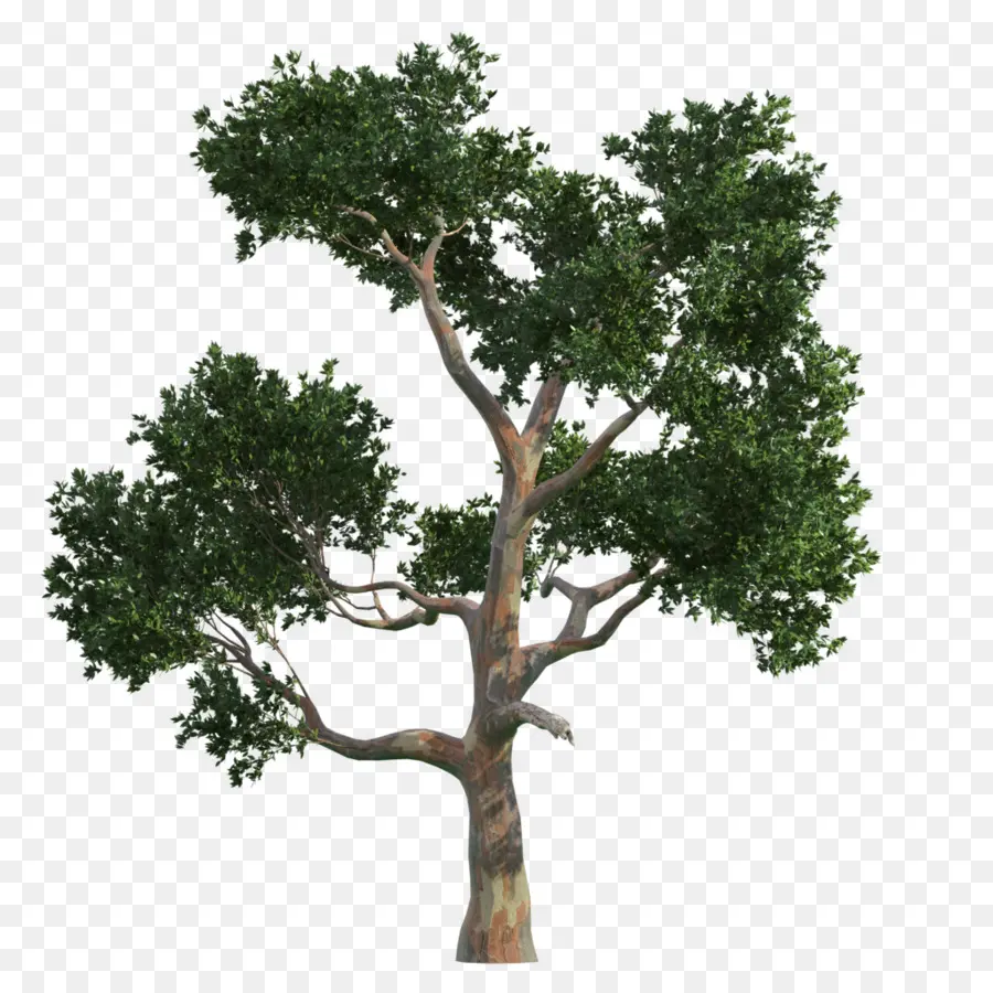 árvore，Gratis PNG