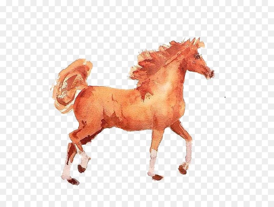 Cavalo，Equino PNG