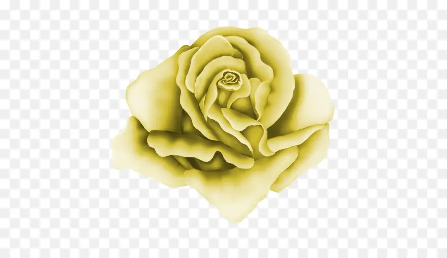 Rosa Amarela，Florescer PNG