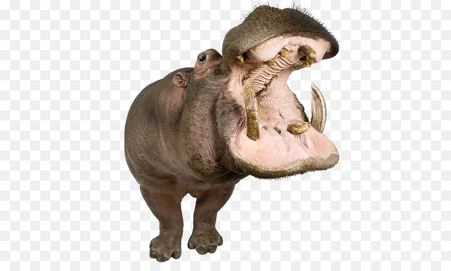 Hipopótamo，Cão PNG