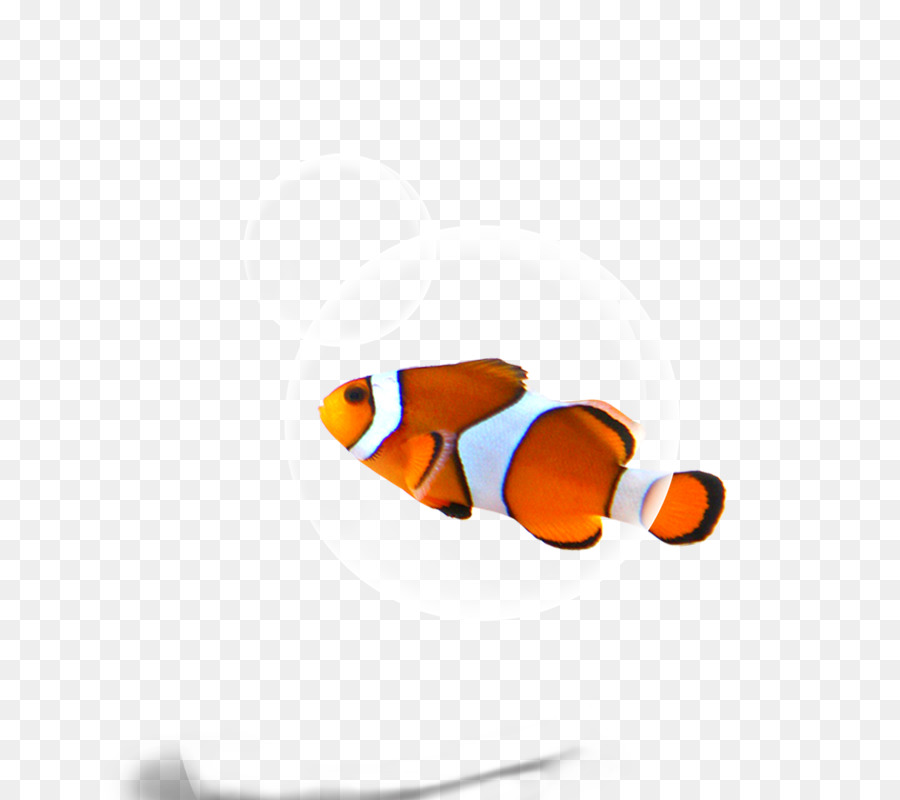 Peixe，Download PNG