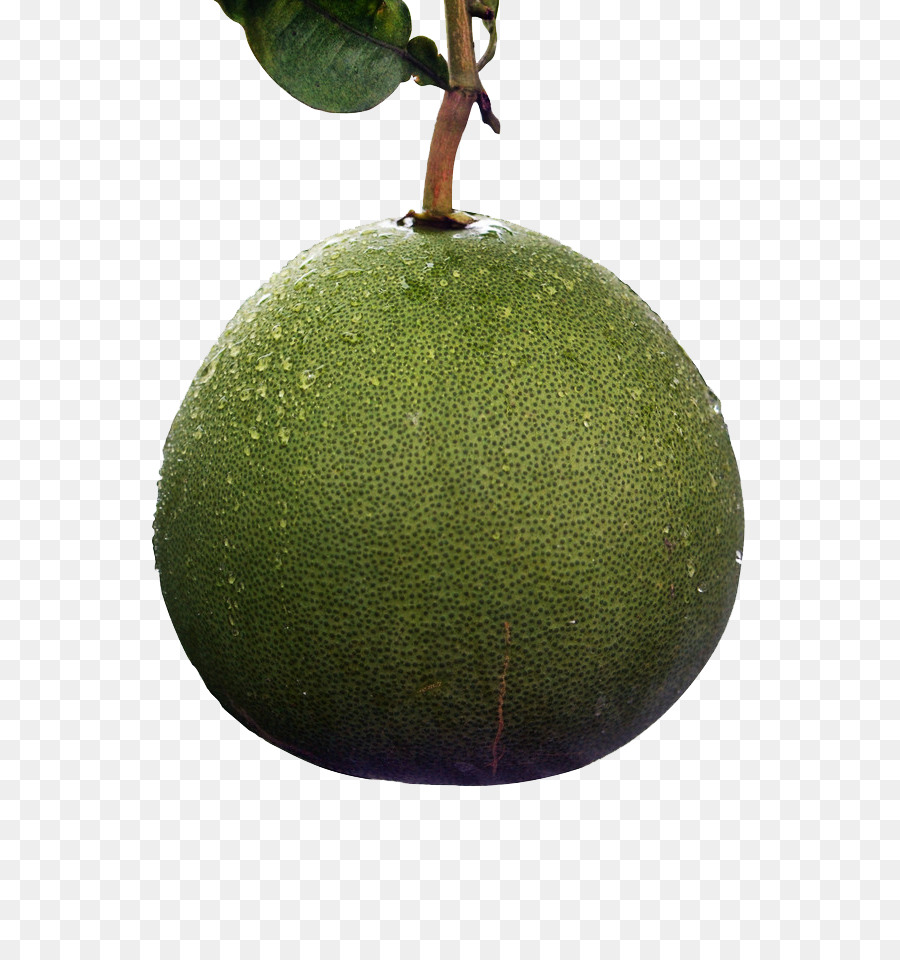 Persa Cal，Pomelo PNG
