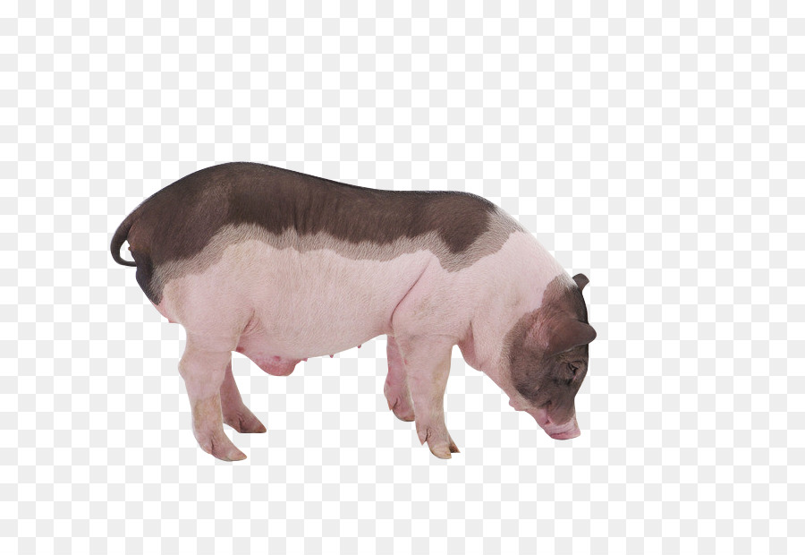 Porco，Fazenda PNG