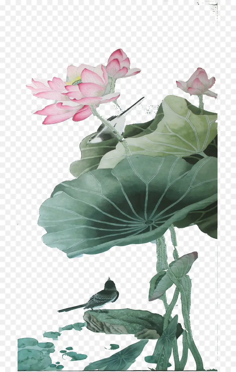 Flores De Lótus Rosa，Folhas Verdes PNG