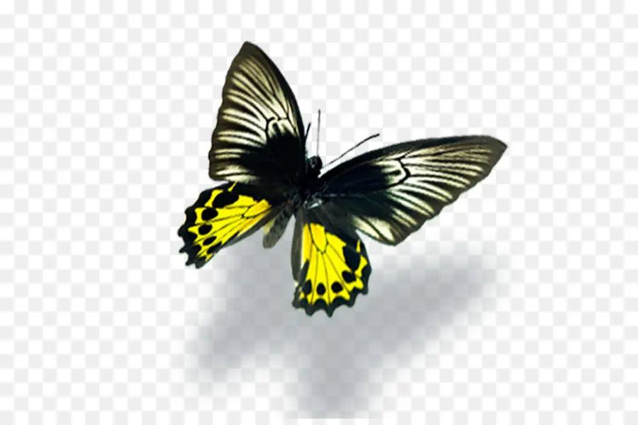 Borboleta Amarela，Borboleta PNG